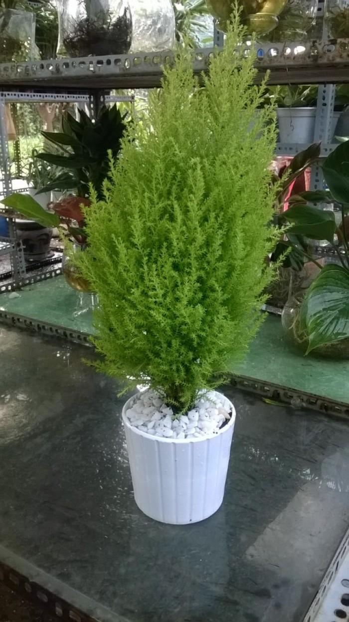 Cây tùng thơm mini-cây phong thuỷ