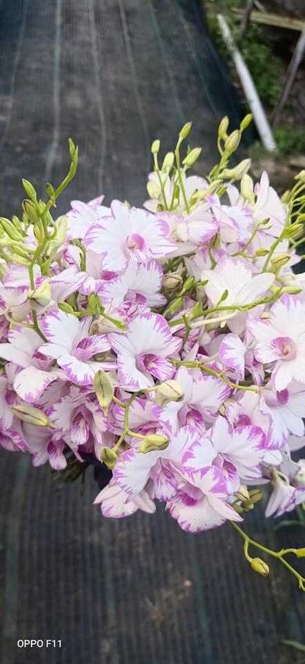 Chớp Enobi ( Chớp sữa ) Chậu F12