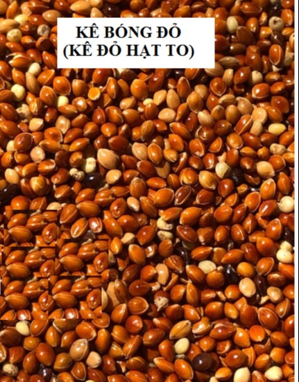 1KG HẠT KÊ BÓNG ĐỎ (KÊ ĐỎ HẠT TO) CHO CHIM CẢNH