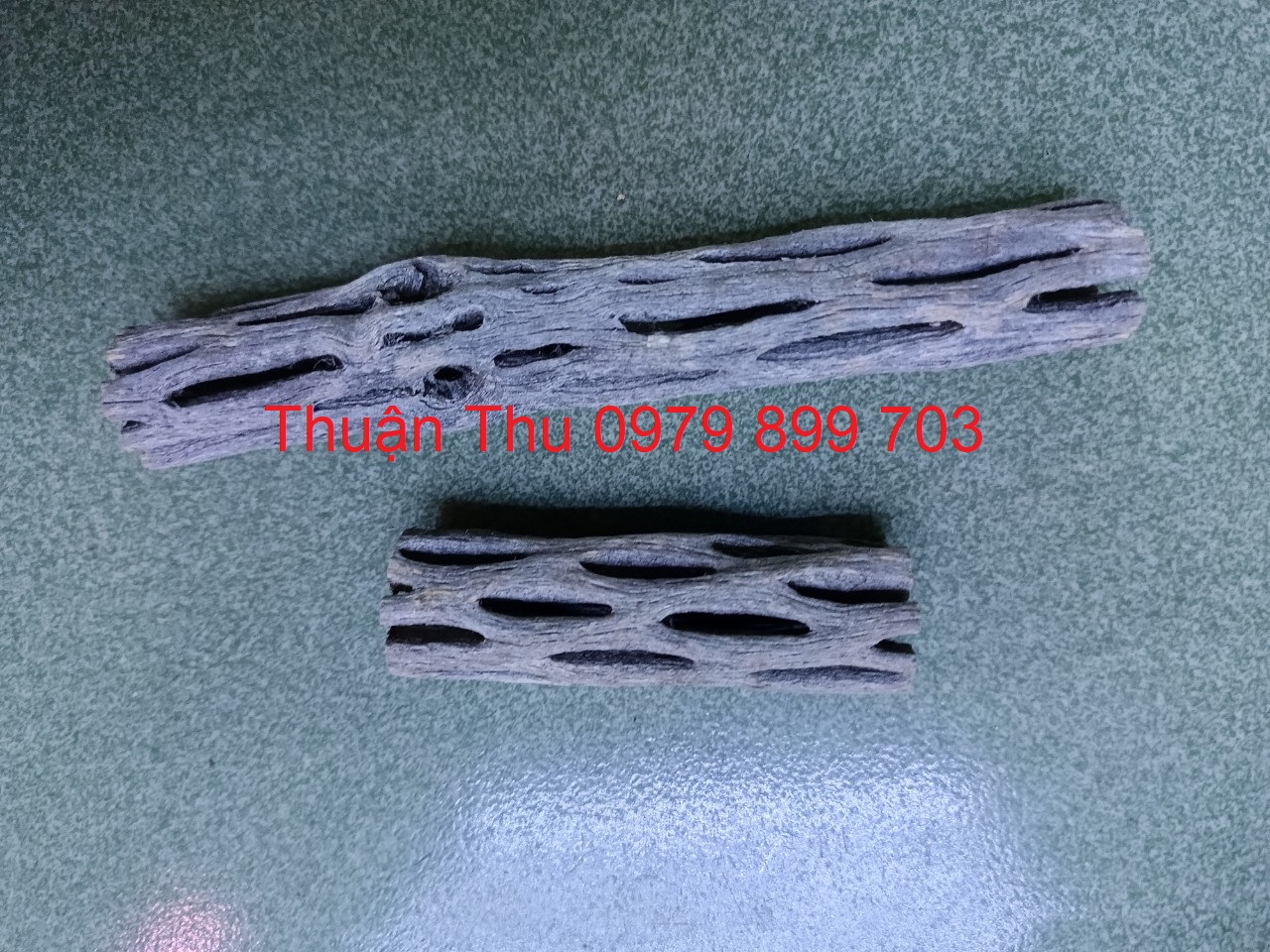 Lũa cholla (lũa xương rồng) trang trí hồ tép