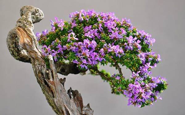 CHẬU CÂY LINH SAM - GỬI NGUYÊN BẦU CÂY GIỐNG