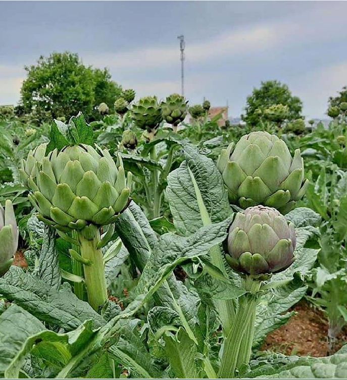 Hạt giống Atiso xanh Đà Lạt - gói 5 hạt