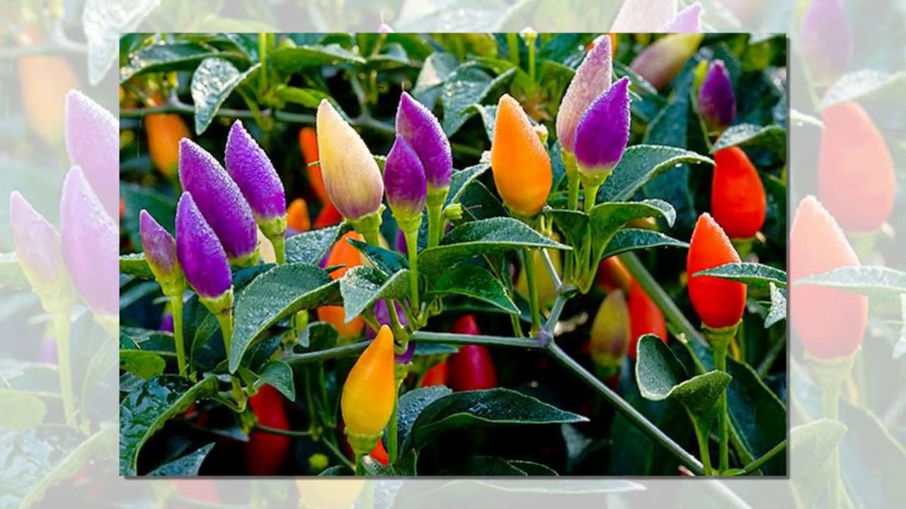 Gói 30 Hạt giống ớt kiểng ngũ sắc - Thế giới rau mầm shop