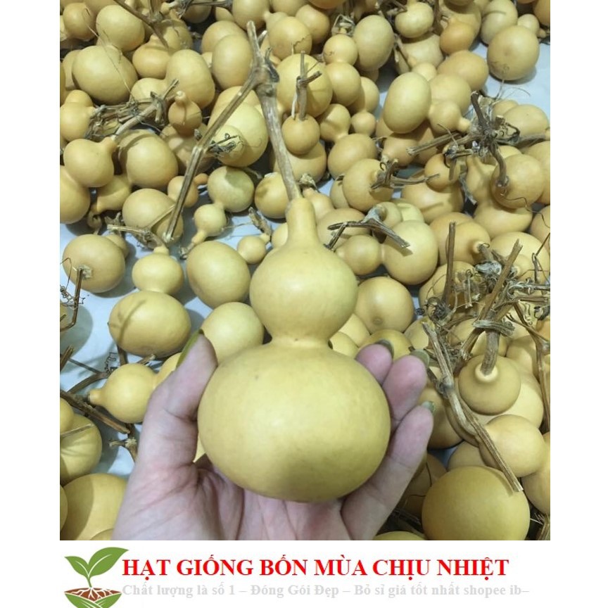 MJ216 Hạt Giống Bầu Hồ Lô - Mini Siêu Kute (Lagenaria siceraria) 5 hạt