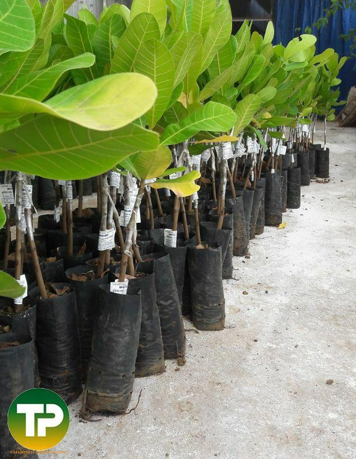 Giống điều ab29 – giống điều ghép cao sản năng suất vượt trội
