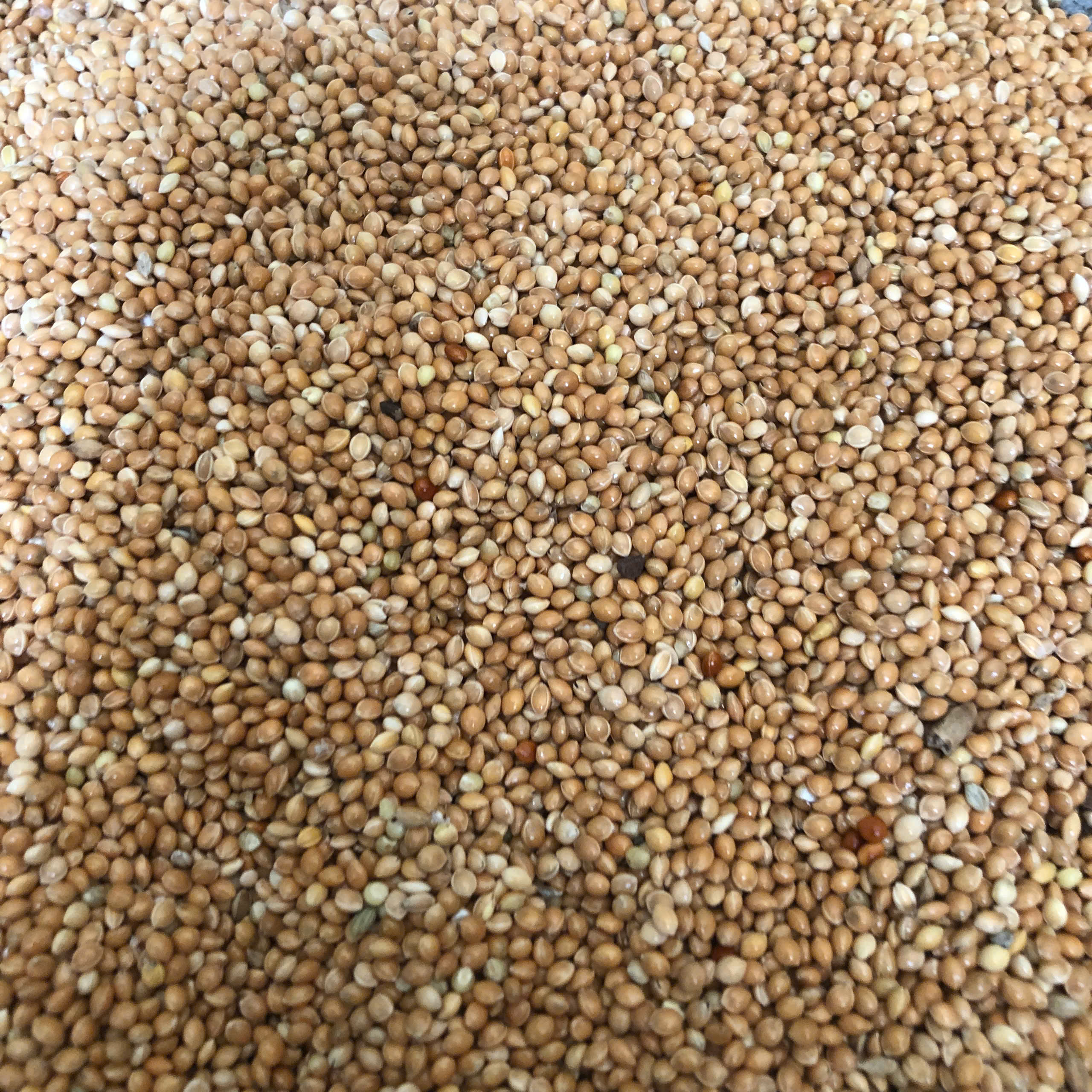 Hạt Kê Vàng gói 500g - 1kg (Chưa bóc vỏ)