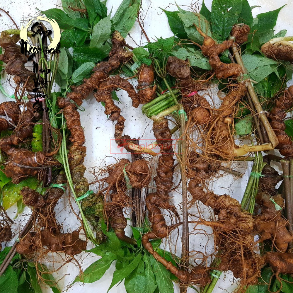 CÂY GIỐNG SÂM NGỌC LINH - CGSNL