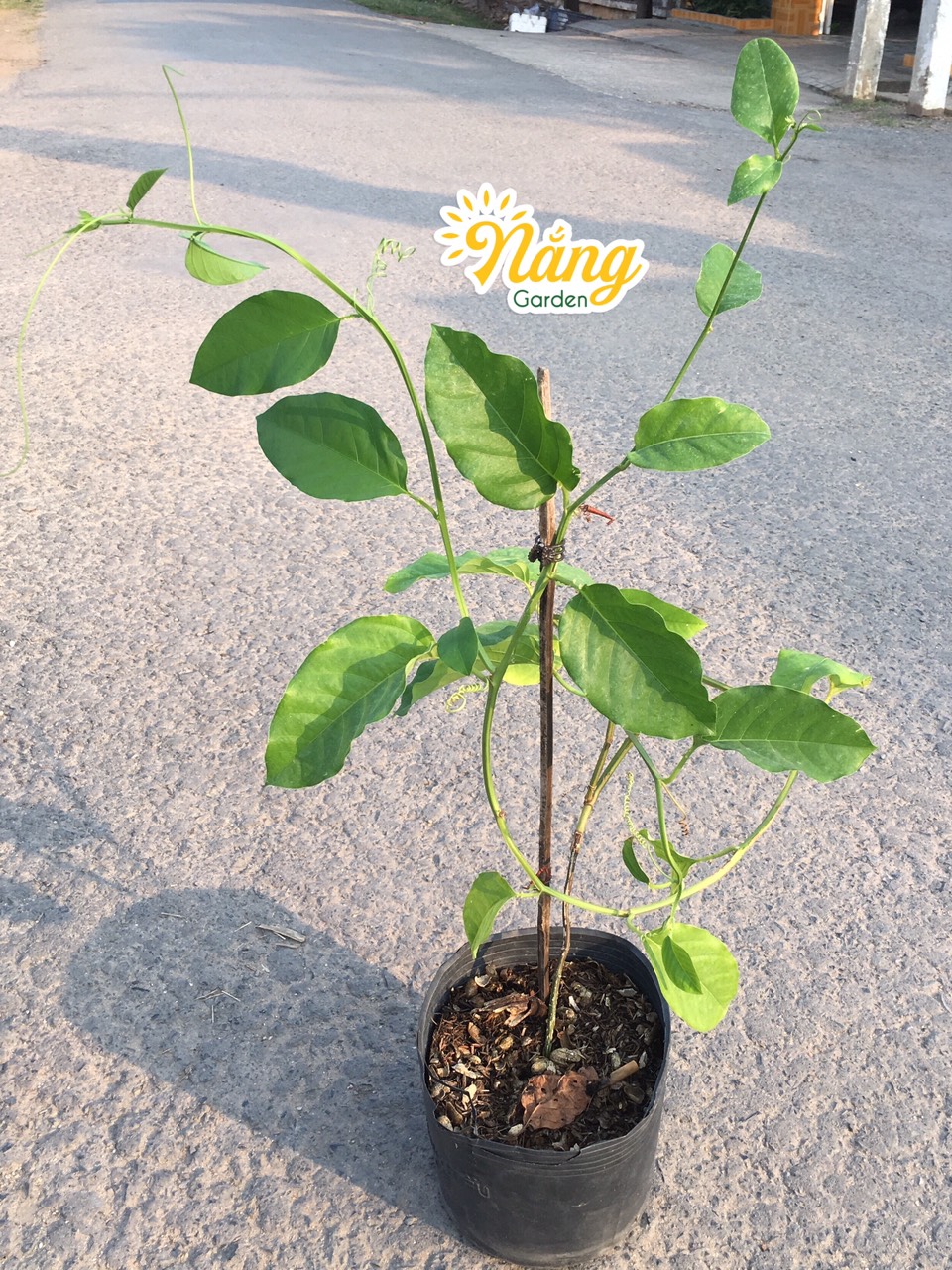 Cây Chanh leo đu đủ