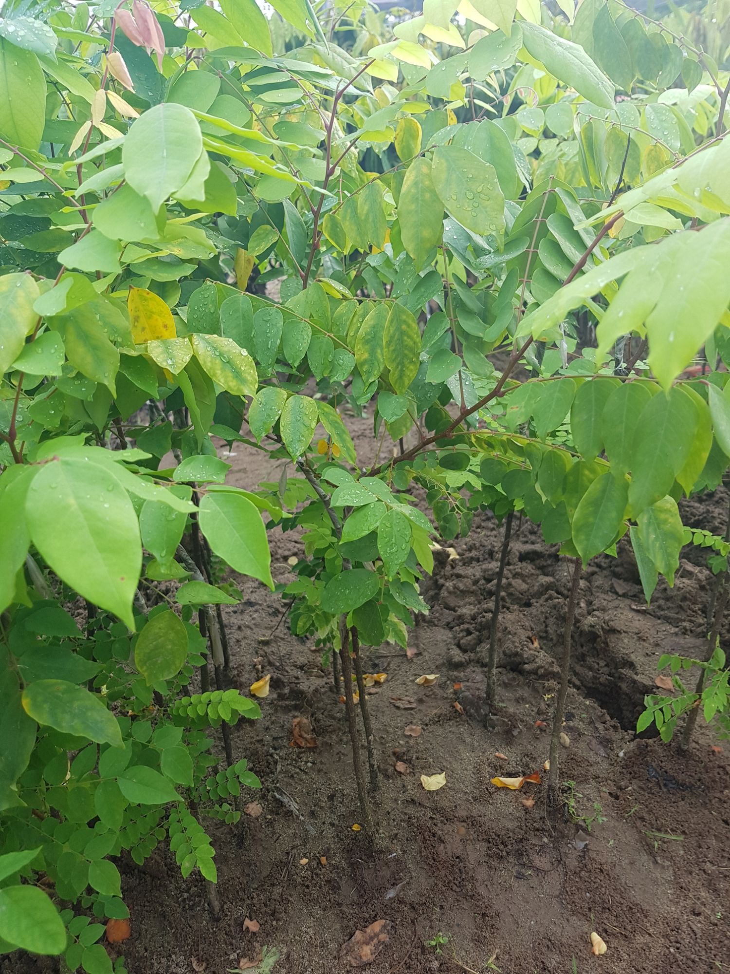 Cây giống khế ngọt nhanh quả