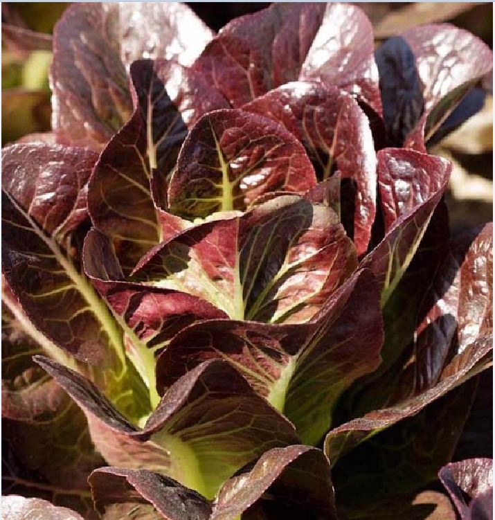 Hạt giống xà lách romaine đỏ - 0,2gr/gói