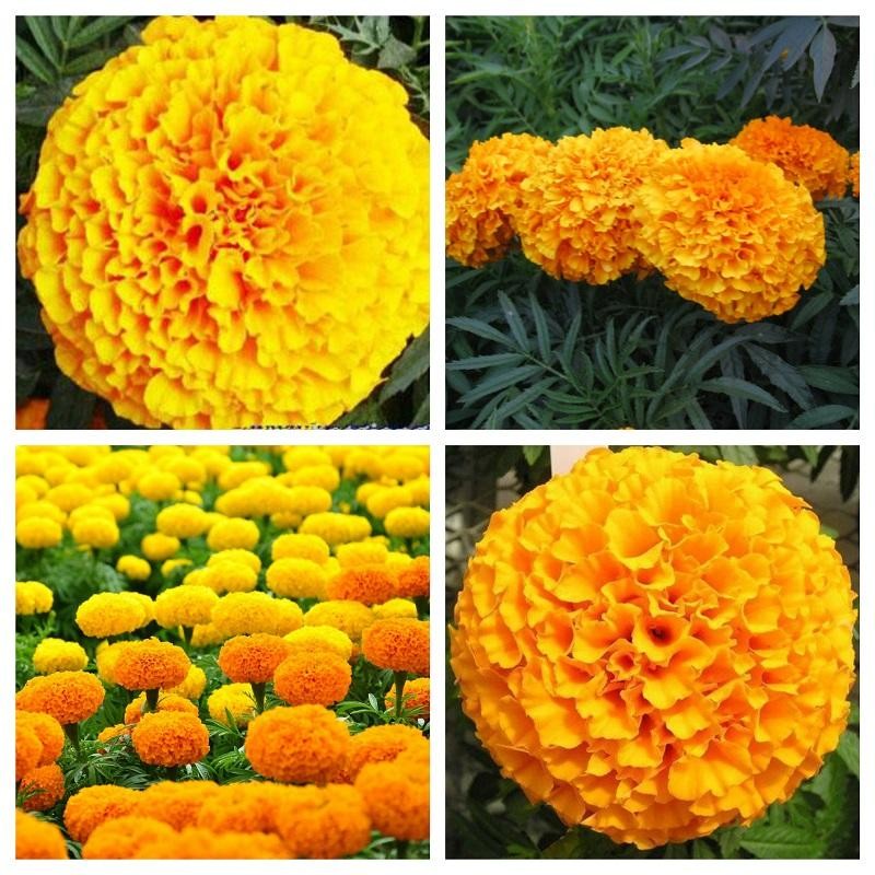 Gói 50 hạt giống hoa cúc vạn thọ mỹ bông to dễ trồng - Thế Giới Rau Mầm Shop