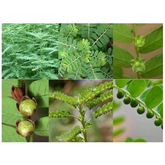 Cây giống Hạ Diệp Châu ( cây chó đẻ răng cưa)