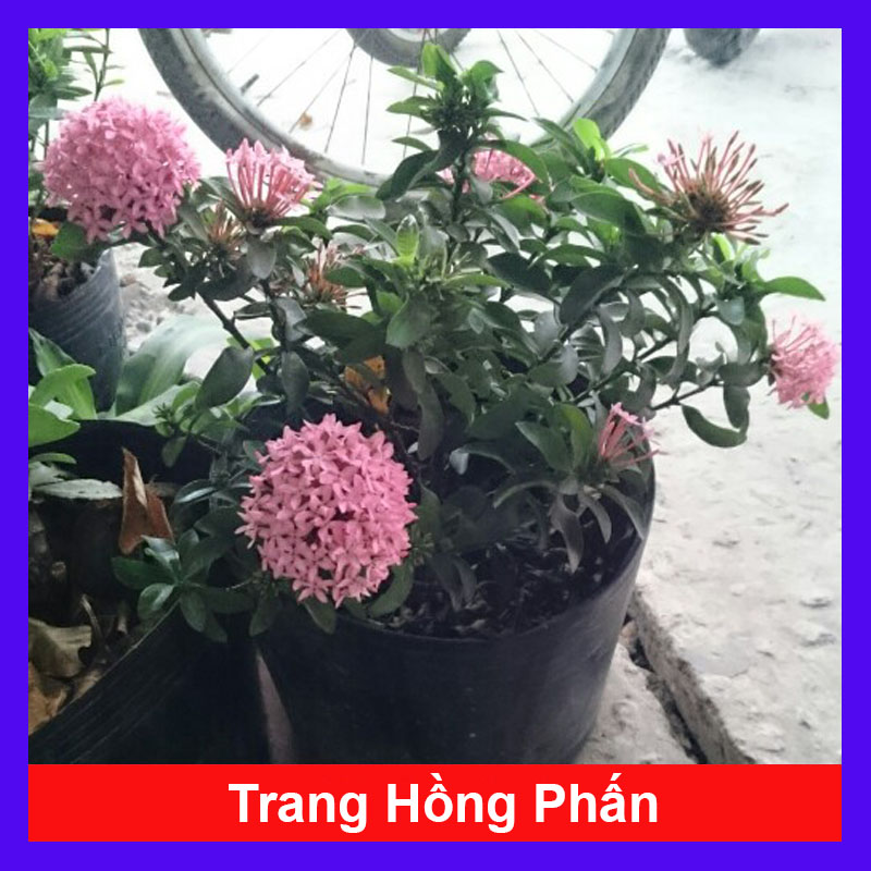 Cây Bông Trang Hồng Phấn (Mẫu Đơn Hồng Phấn) - Cây cảnh trang trí