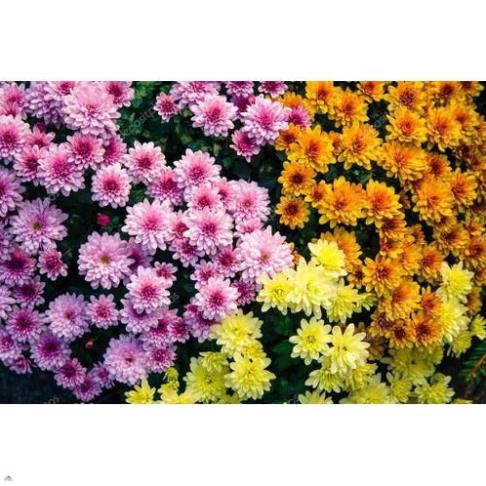 HẠT HOA CÚC ĐÀ LẠT - GÓI 5 GRAM