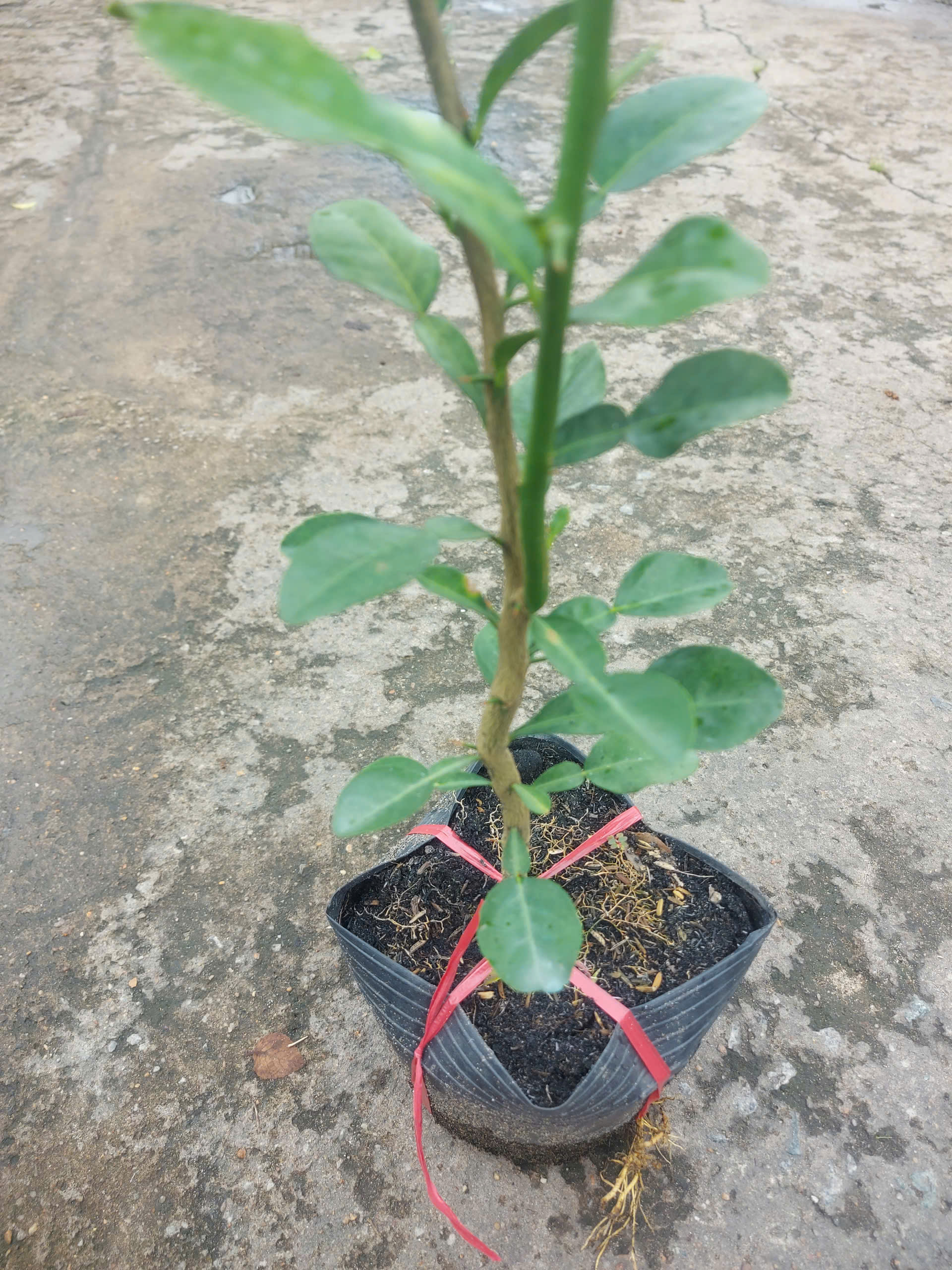 Cây giống Cây Chúc (chanh thái) - CayGiongTot