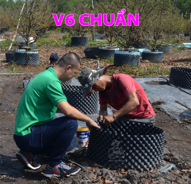 Bầu ươm V6 PHỔ THÔNG - dầy 0.7mm
