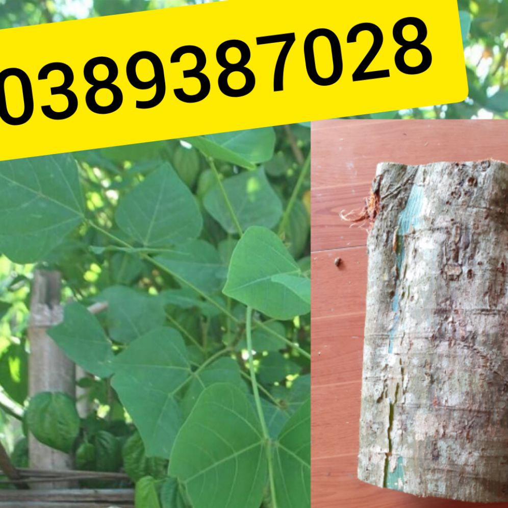 Vỏ cây vông nem,500g