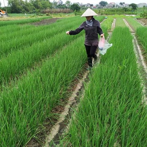 Hạt Giống Hành Lá Cao Sản Dễ Trồng (2gr)