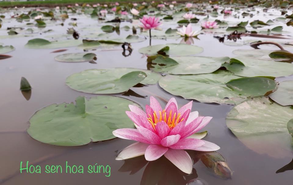 [RẺ VÔ ĐỊCH] Củ hoa súng Thái Lan màu đỏ dưa hấu