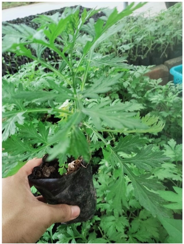 Cây ngãi cứu giống -làm dược liệu hoặc trồng ăn lá
