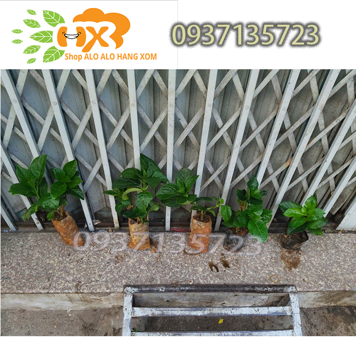 [HCM]COMBO 5 CÂY GIỐNG CẨM TÚ CẦU