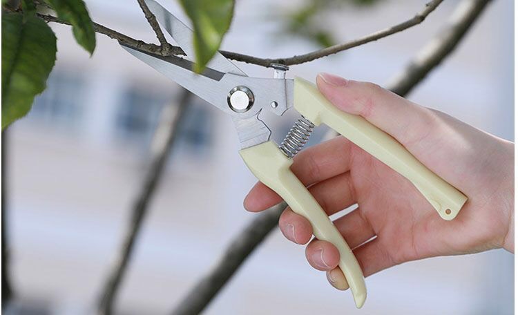 Kéo cắt cành, Kéo tỉa cành cây  C1