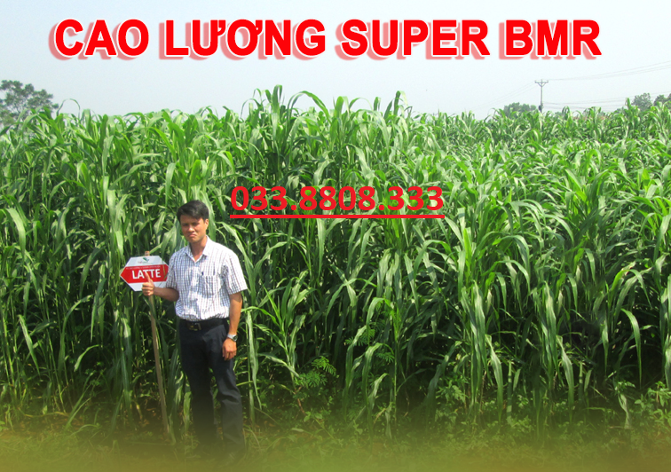 Hạt giống cỏ Sudan Super BMR 500g - Hạt Giống Cỏ Chăn Nuôi Trâu,Bò,dê,cừu,cá... đem lại năng xuất cao trong ngành chăn nuôi