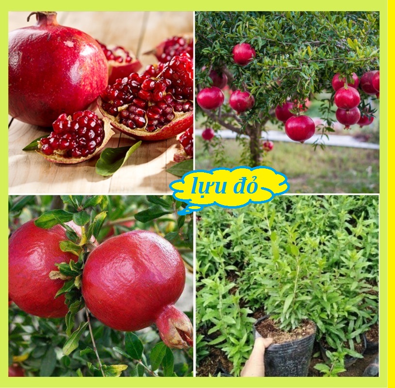 Hạt Giống cây Lựu Đỏ Đậm-Gói 10 hạt/Tặng gói kích thích hạt nảy mầm