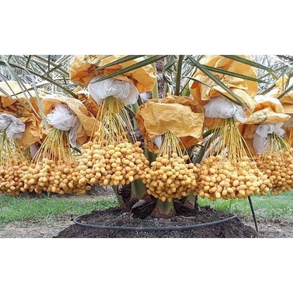 Cây chà là ăn trái   - Cây Giống Nhập Khẩu