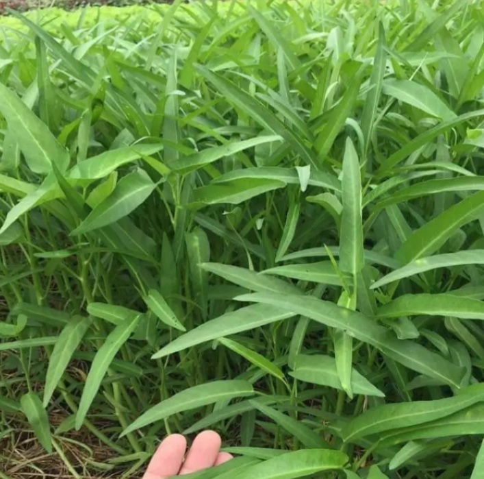 (HCM) Hạt giống rau muống lá tre 50gram