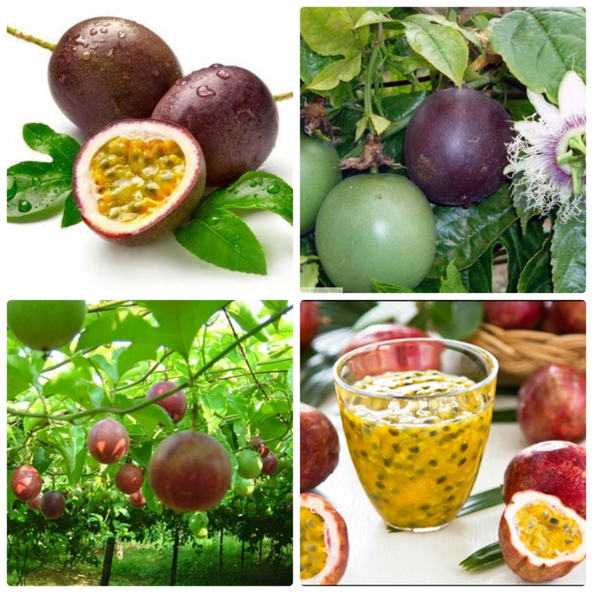 30 Hạt giống Chanh leo tím (tặng Kích nẩy mầm, Hướng dẫn ươm)