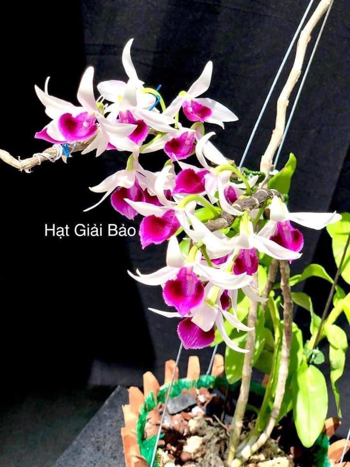 [Rẻ vô địch] Phi điệp bệt Pháo Bay hàng giống