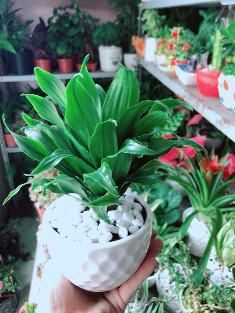 Chậu Cây Phát Tài Lá