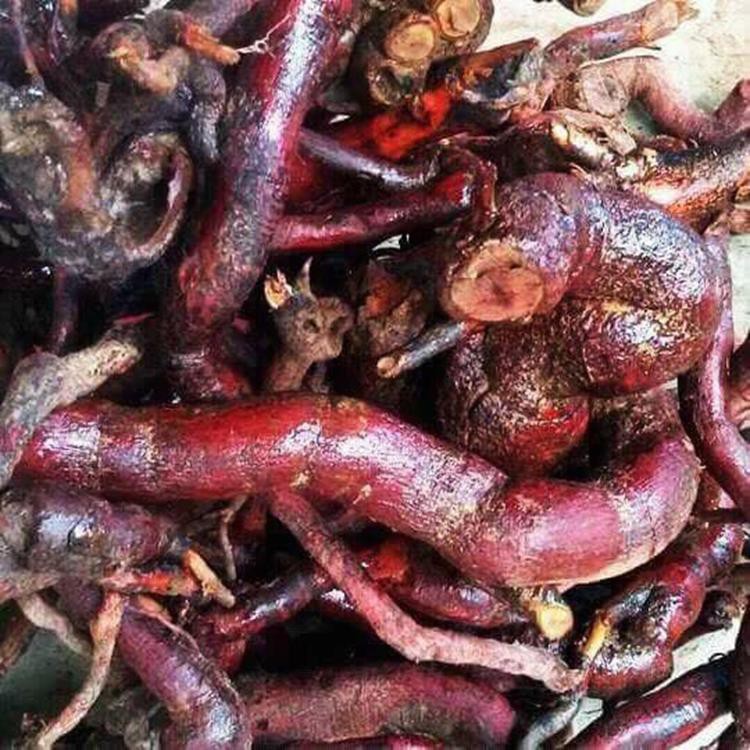 1Kg Rễ cây Mú Từn Khô chuẩn (Hỗ trợ sinh lý cực nhạy)