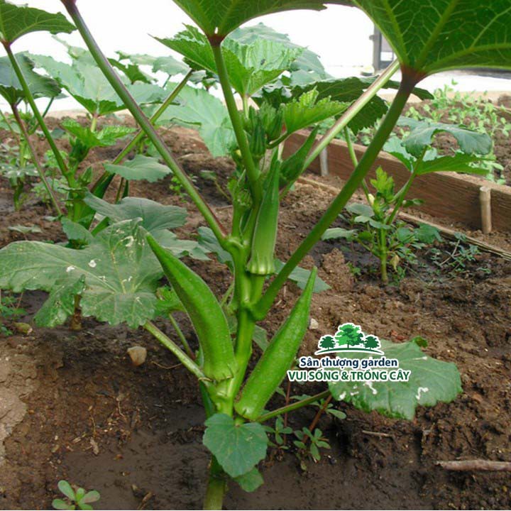 HẠT ĐẬU BẮP - CÀ BẮP - GÓI 20 GRAM