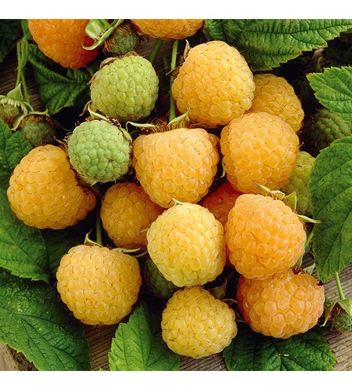 Cây mâm xôi (cây phúc bồn tử) đỏ - vàng - đen