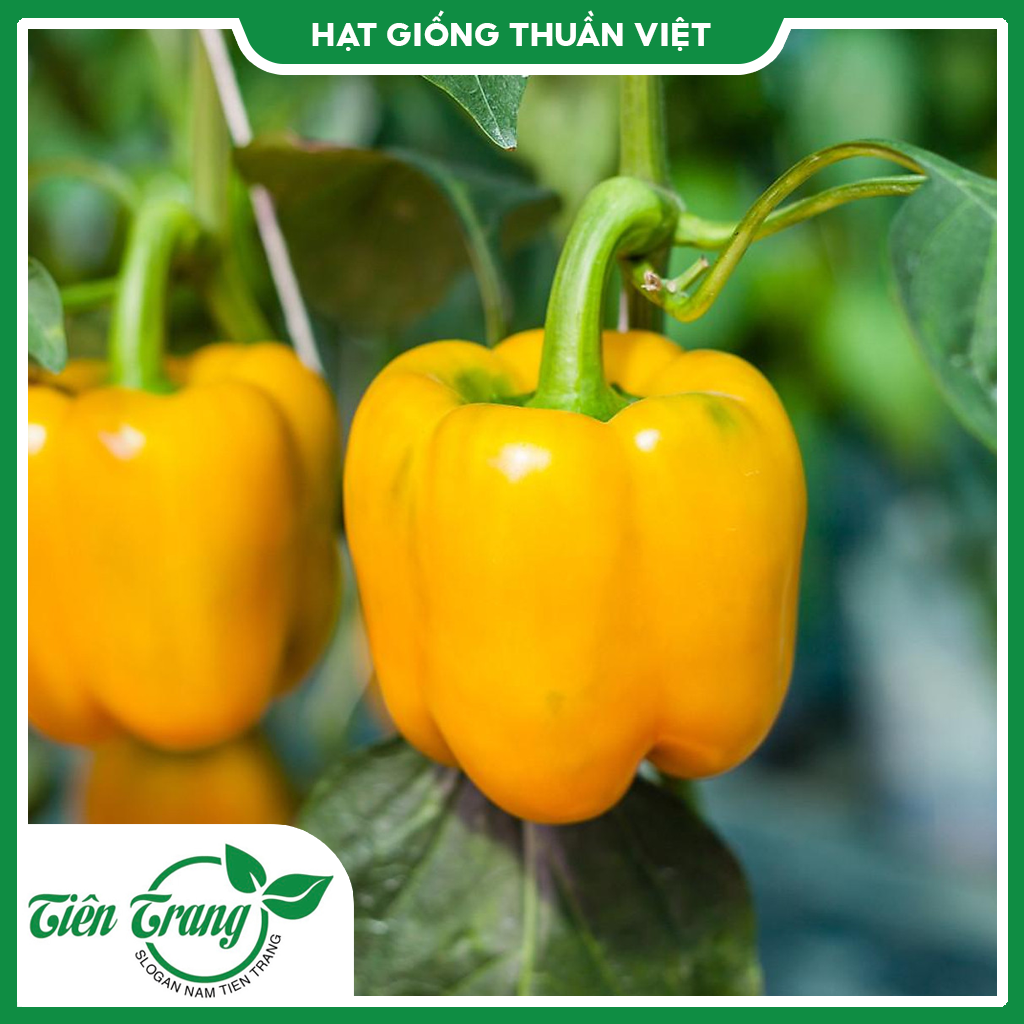Hạt giống Ớt Chuông Vàng TN