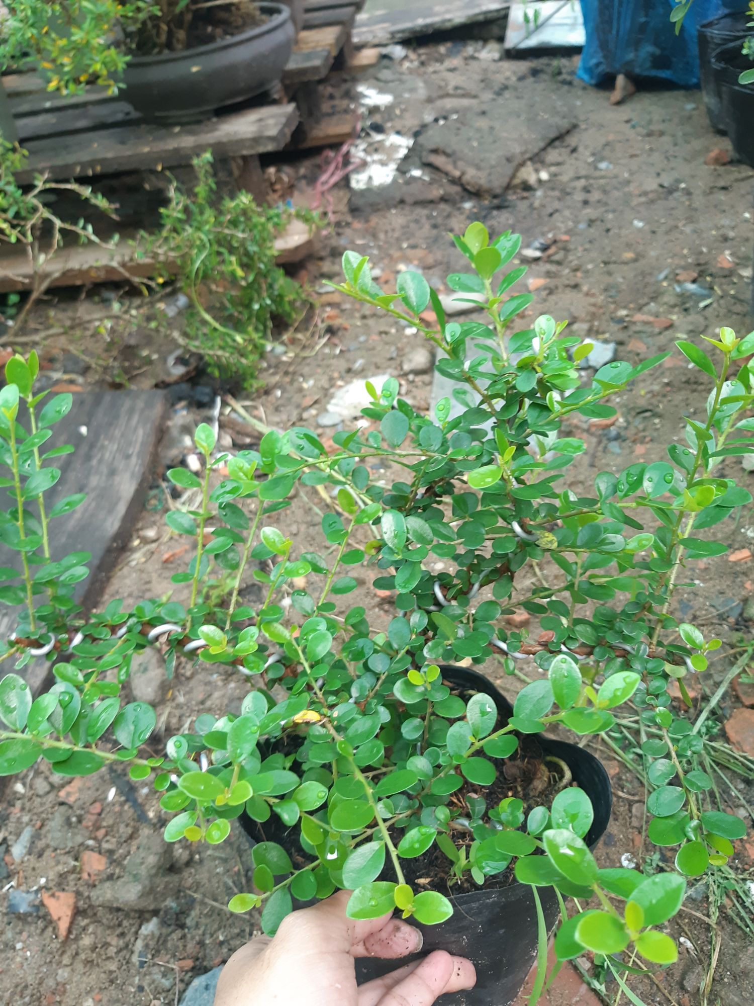 sam trái bonsai mini