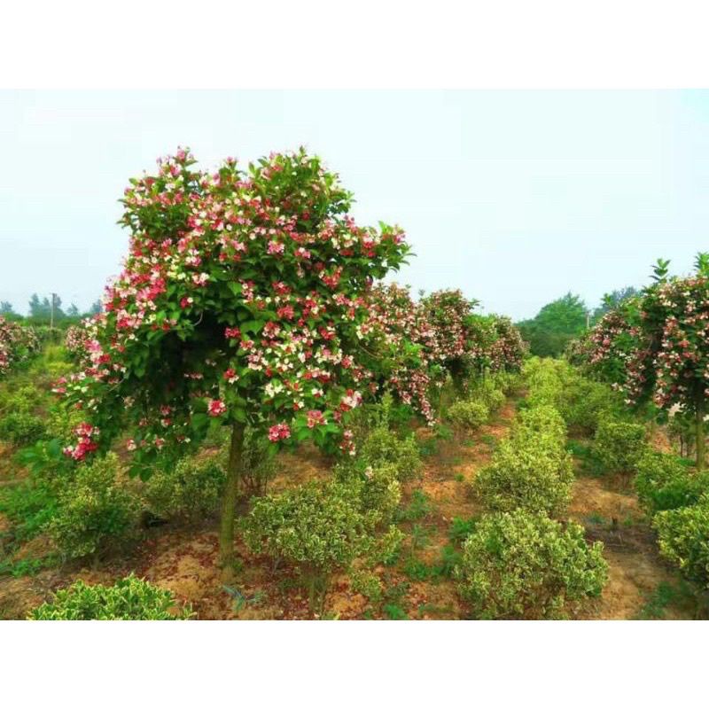 10 Cây hoa đại cát (hoa gấm nhiều màu)