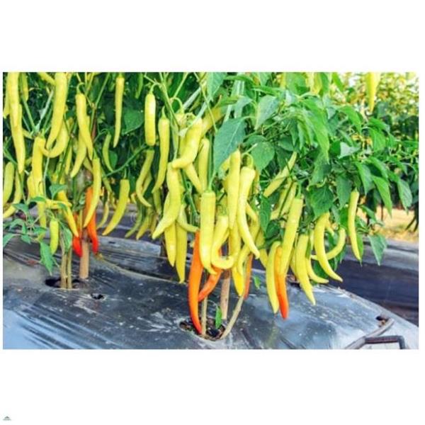Phân Dơi sấy khô nguyên chất Thuận Phát gói 500 gr