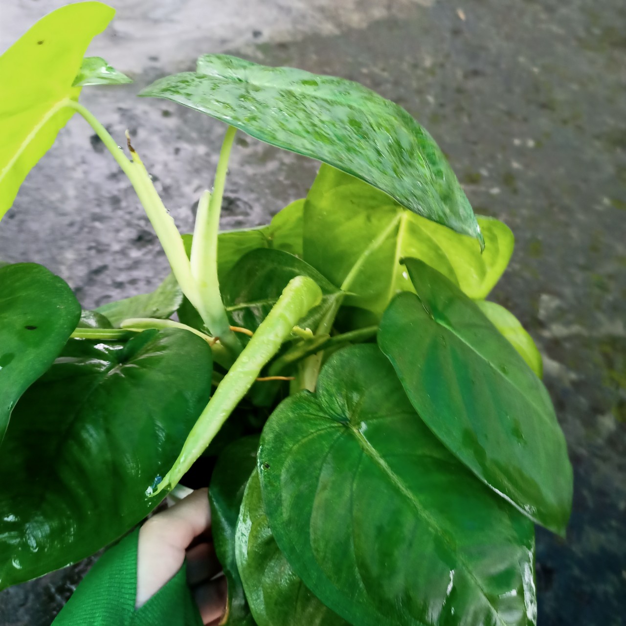 Cây trầu bà lá tim