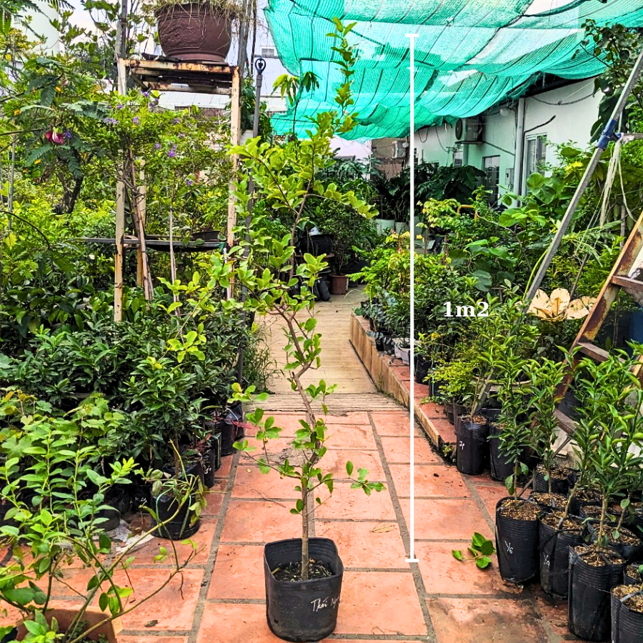 Cây Sơ Ri Ngọt Thái Lan