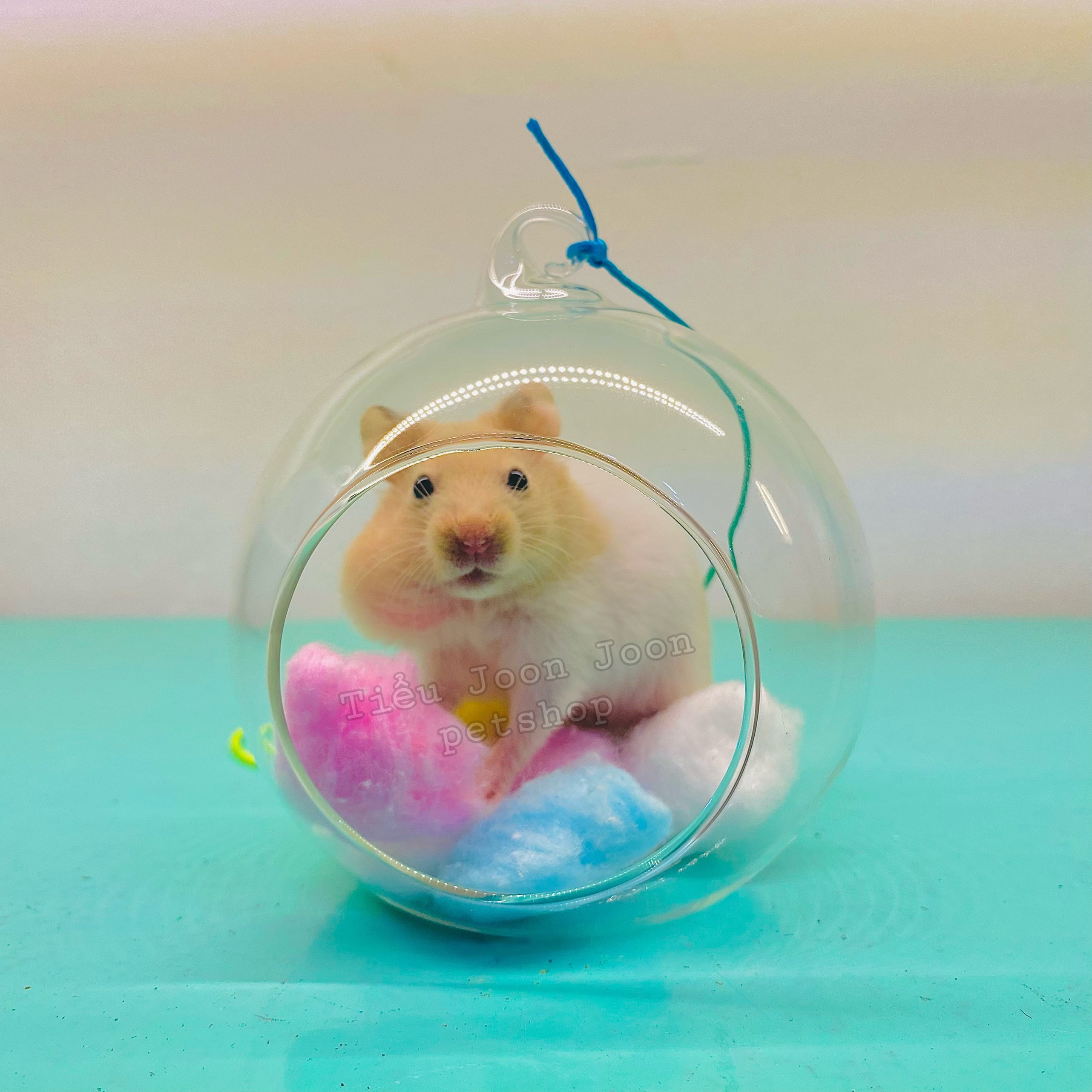 Cá sấu mài răng cho Hamster, Sóc, Rat