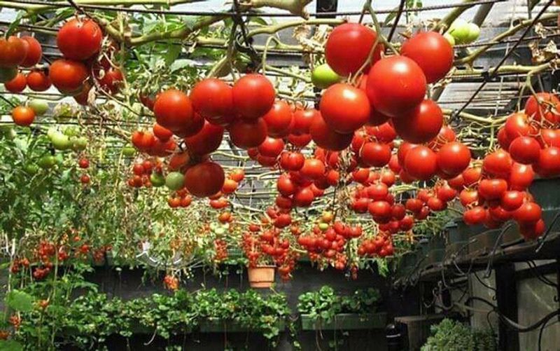 "Gói 10 Hạt " Hạt giống Cà chua bạch tuộc leo giàn