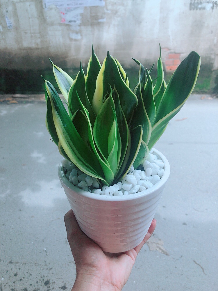 [HCM]Chậu Cây Lưỡi Hổ Thái