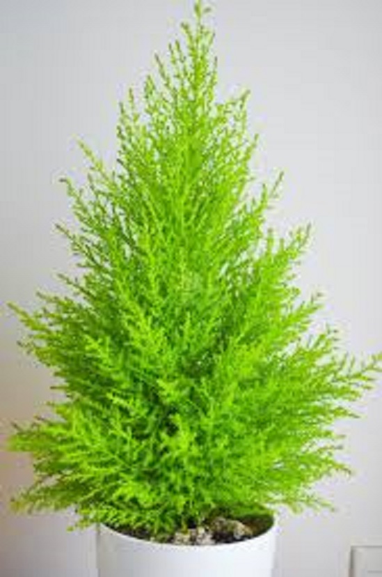 Cây tùng thơm - cây có tác dụng đuổi muỗi và có ý nghĩa về phong thủy