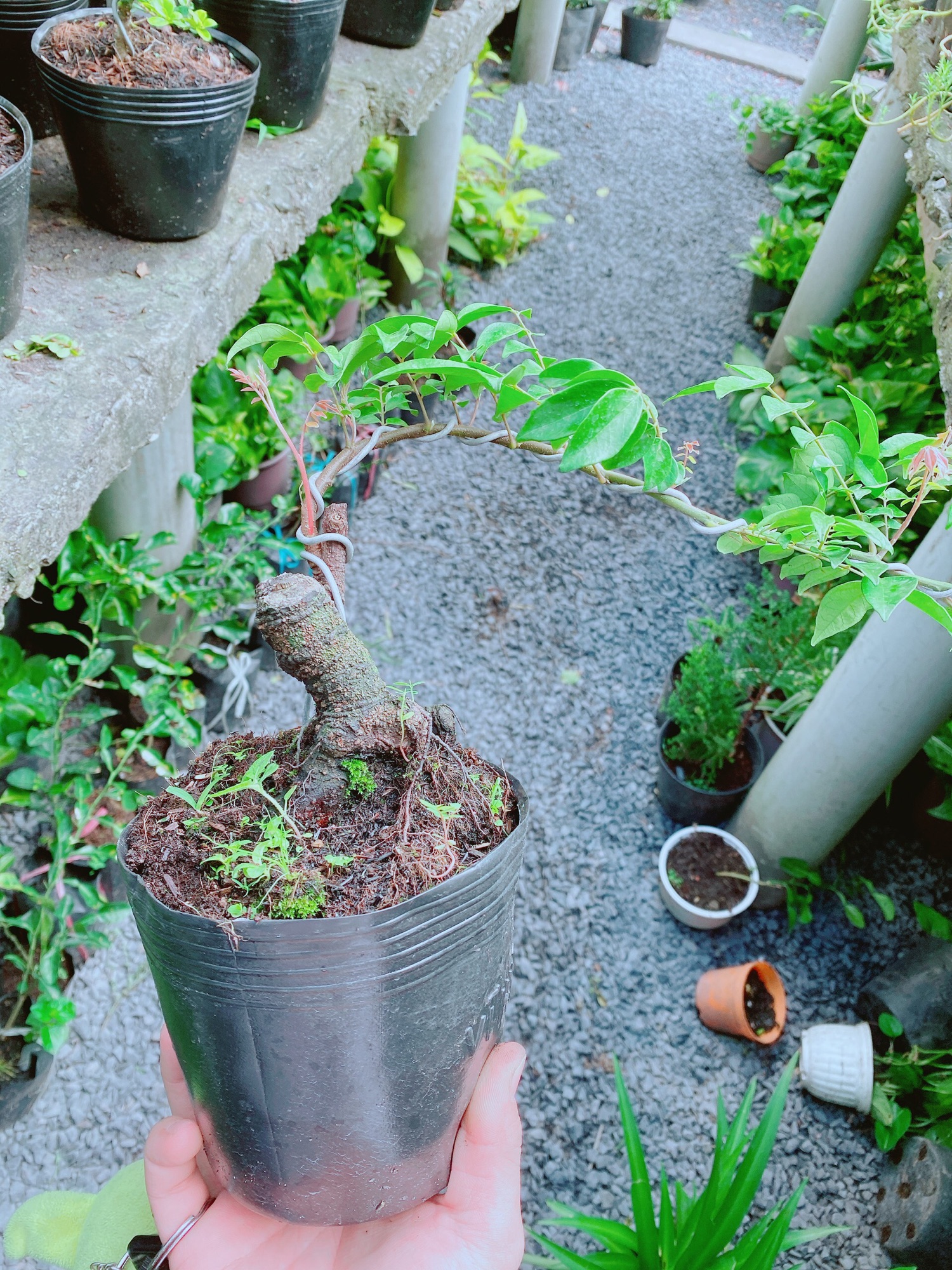 [HCM]Cây Khế Bonsai