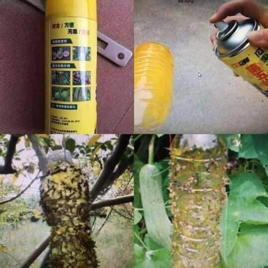 Bình xịt bẫy ruồi vàng côn trùng