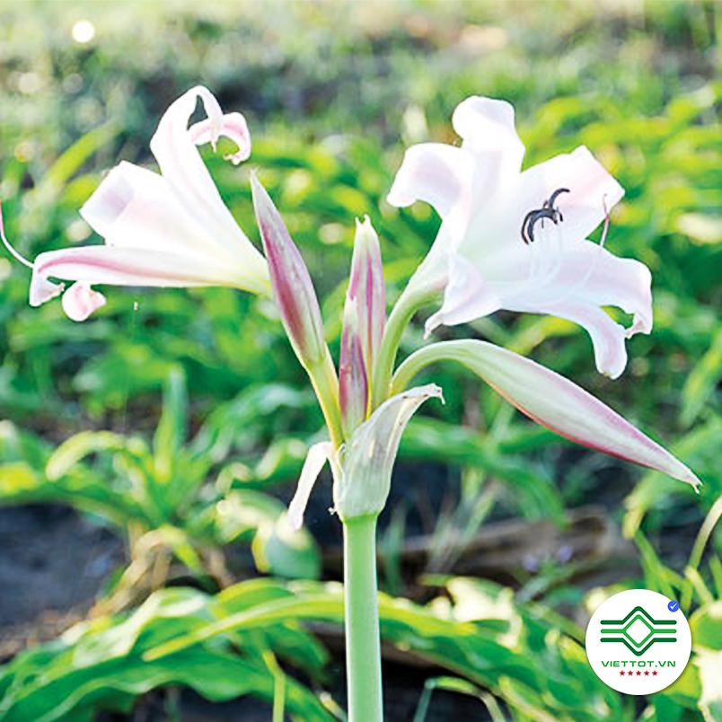 Cây Trinh Nữ Hoàng Cung 1KG - VT007