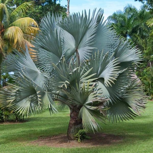 Cây Cọ Cảnh - cây giống